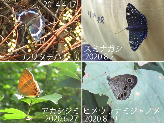 photo ルリタテハ,スミナガシ,蝶もいろいろ