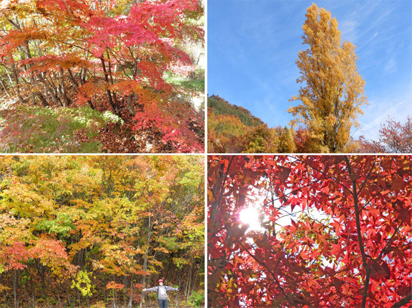 photo 地附山の森の彩り 2018.11.7