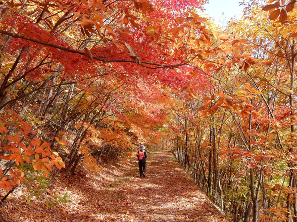 photo 真っ赤な秋 地附山2018.11.7