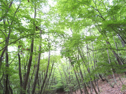 photo 緑濃い森-地附山20190.6.18