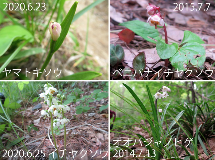 photo 小さな花たち