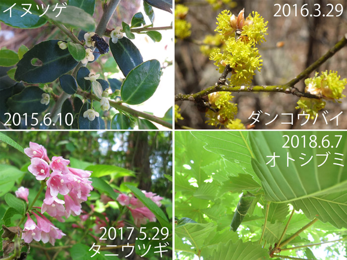 photo 木の花や虫