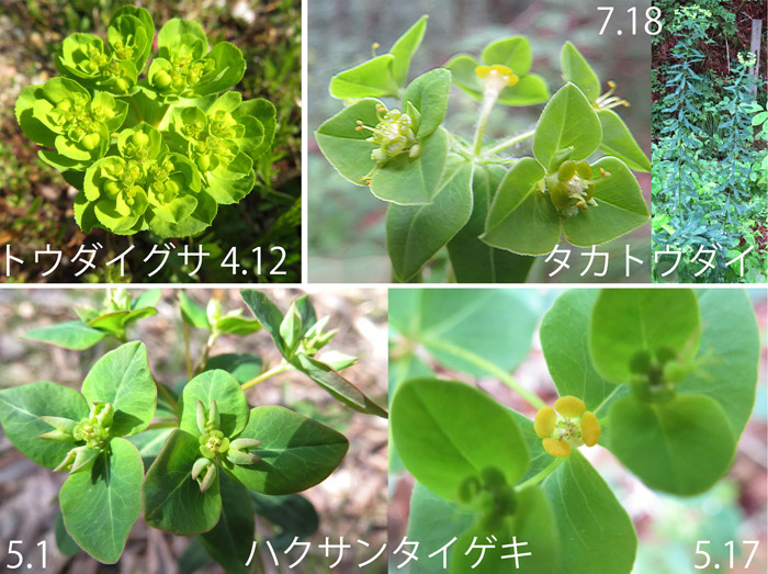 photo トウダイグサの仲間2020年