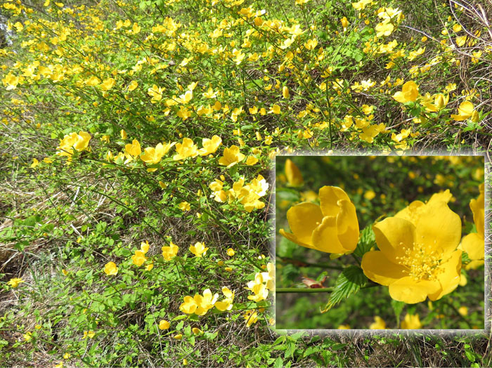 photo ヤマブキ１