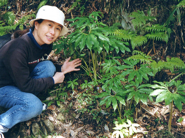 photo ウラシマソウがいっぱい