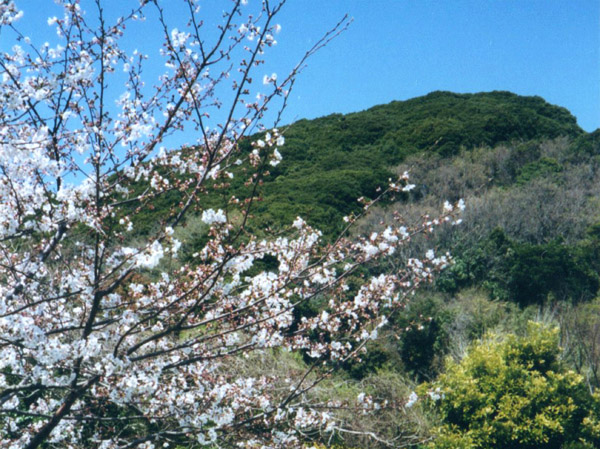 photo 長沢から三浦富士 2001.4.1