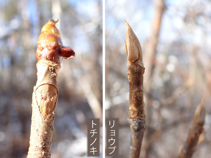 photo12冬芽も寒そう(リョウブ、トチノキ)：地附山 
