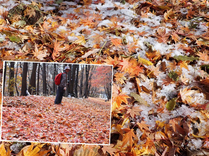 photo16麓には紅葉の名残：地附山 