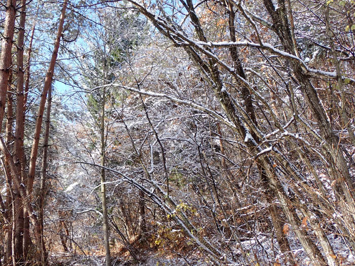 photo2キラキラ光る雪の森：地附山 