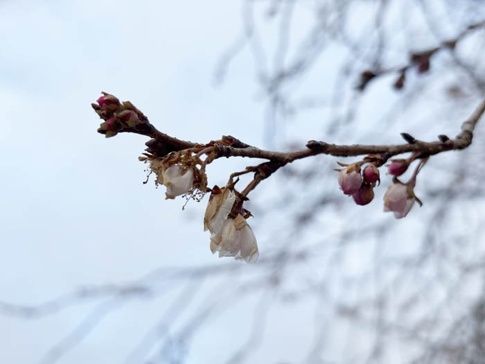 桜の蕾：城山公園