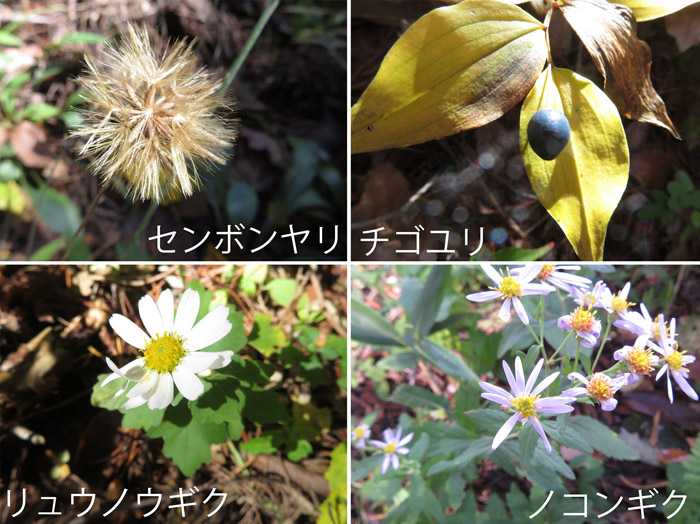 photo　センボンヤリ,チゴユリ,リュウノウギク,ノコンギク