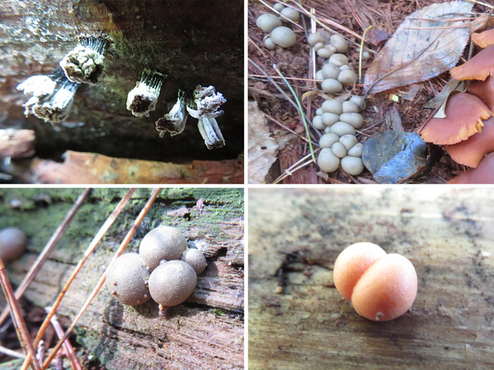 photo　不思議な生き物、粘菌か？