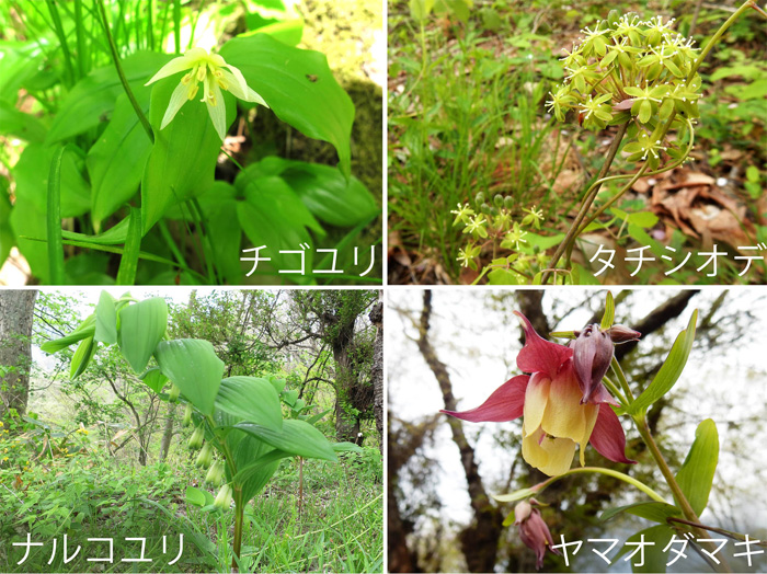 photo　春の山を彩る花 2017.5.7
