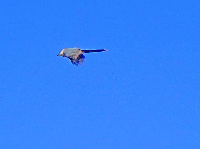 photo15オナガ飛ぶ 