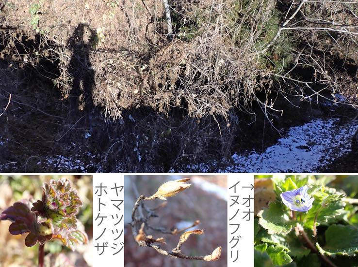 photo16ホトケノザ,オオイヌノフグリ,ヤマツツジ：大峰沢あたり 