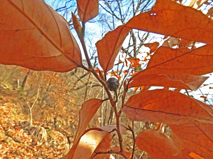 photo5ヤマコウバシ実 