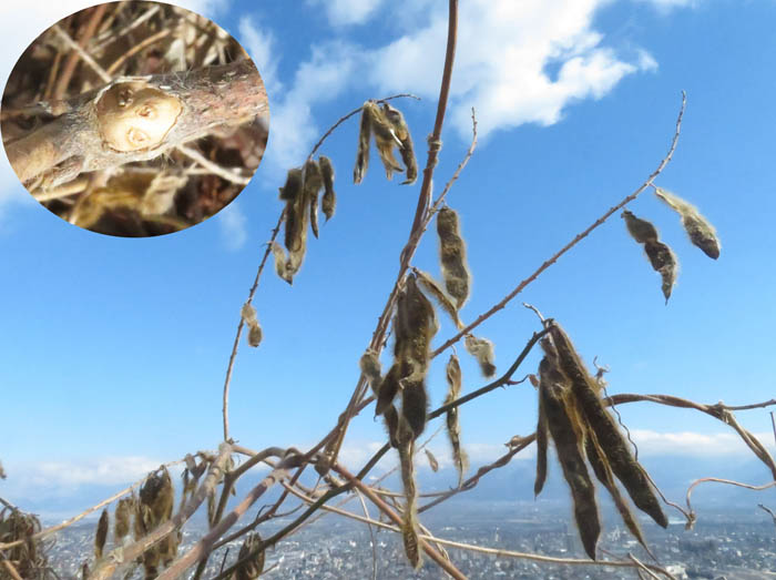 photo1クズの実と葉痕：地附山 