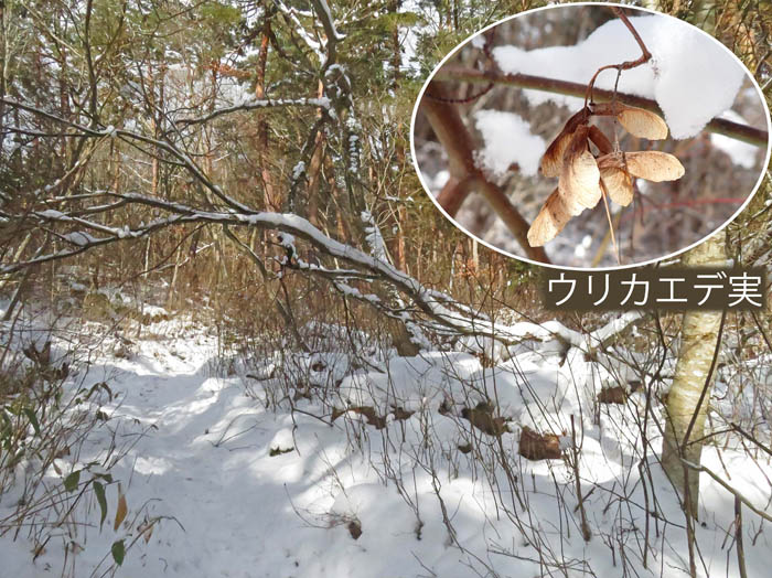 photo13雪が多い物見岩からの道,ウリカエデの実：地附山 
