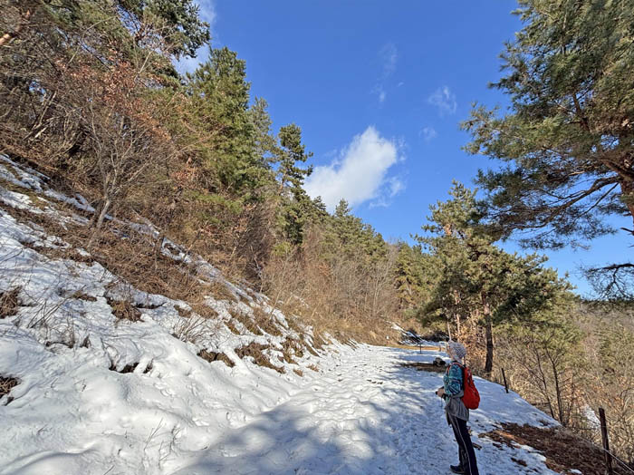 photo6見上げる：地附山 