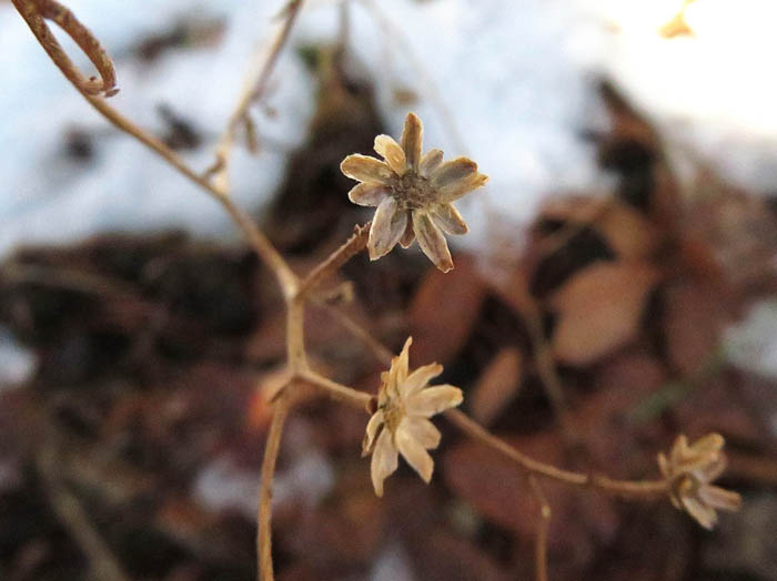 photoアキノキリンソウ実のあと：地附山 