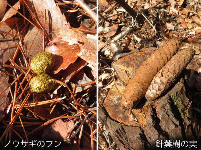 photo11森の中の落とし物：地附山 