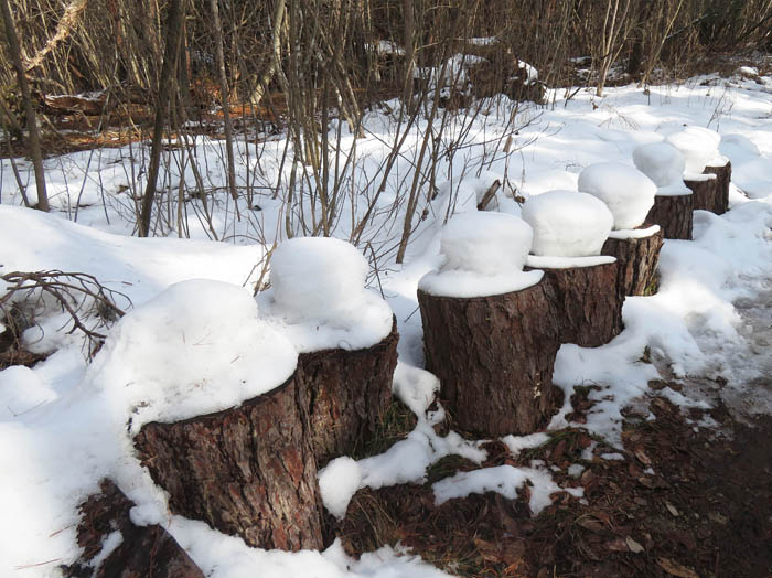 photo15雪の帽子が溶けてきた：地附山 