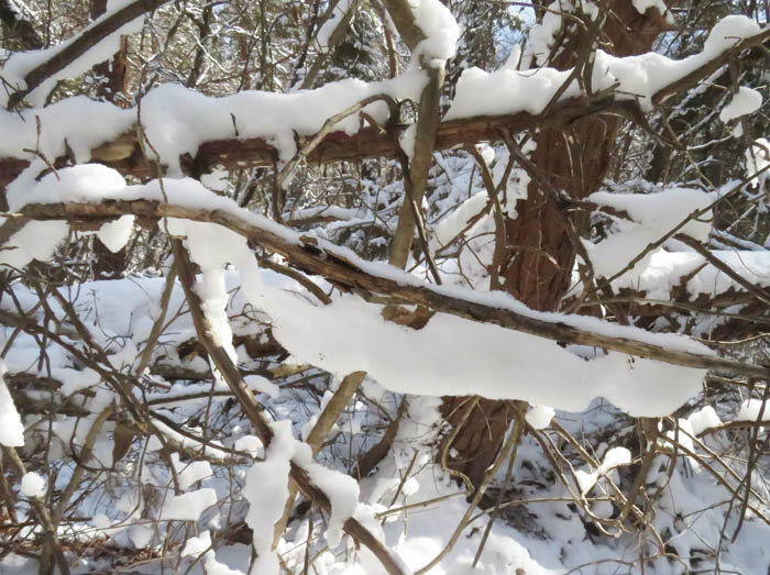 photo5重そうな枝の雪：地附山 