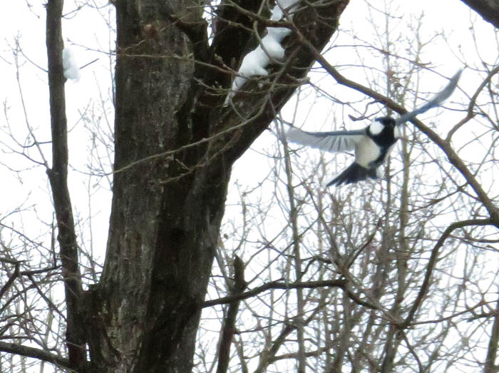 photo4シジュウカラ飛んだ 