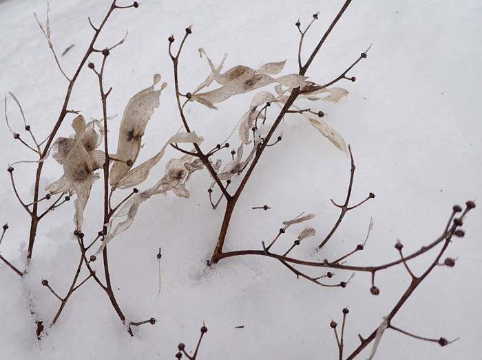 photo9雪の上を飾るニワウルシの実 