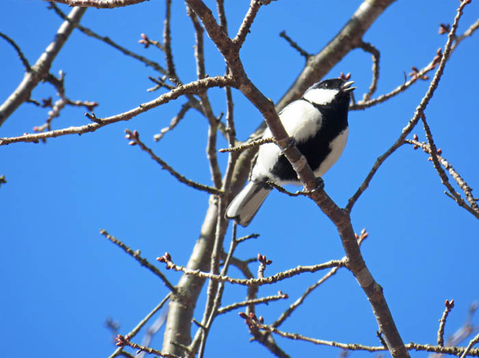 photo2シジュウカラかな