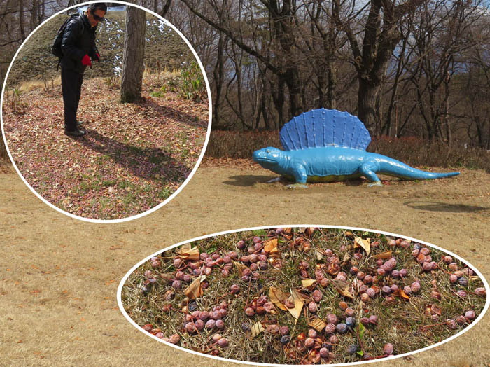 photo4恐竜公園登山口は一面銀杏の実
