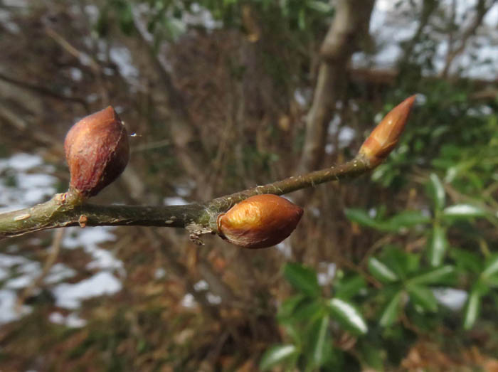 photo13ダンコウバイ花芽が膨らんだ：地附山 