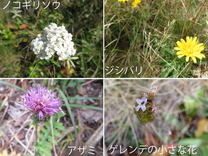 photo ノコギリソウ,ジシバリ,アザミなど秋を彩る花