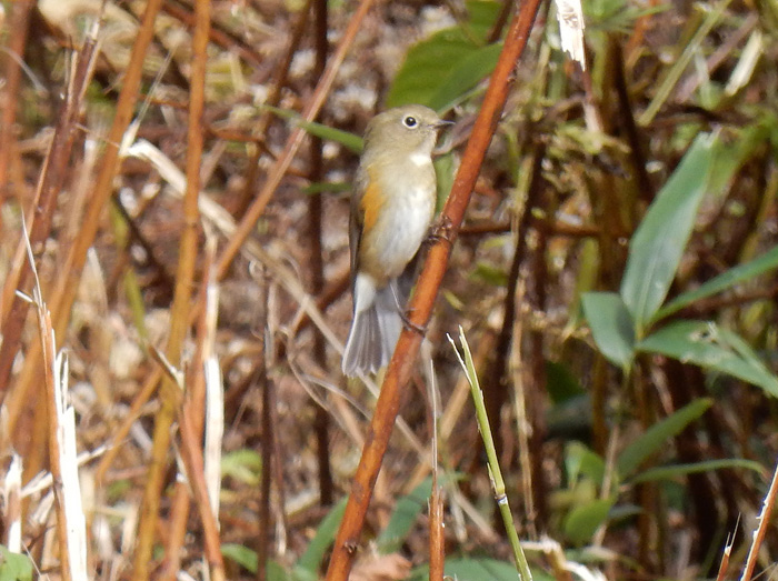 photo・ルリビタキのメス？