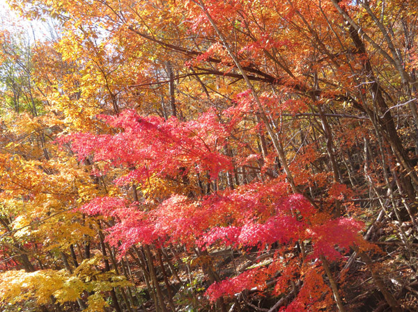 photo・輝く紅葉・地附山