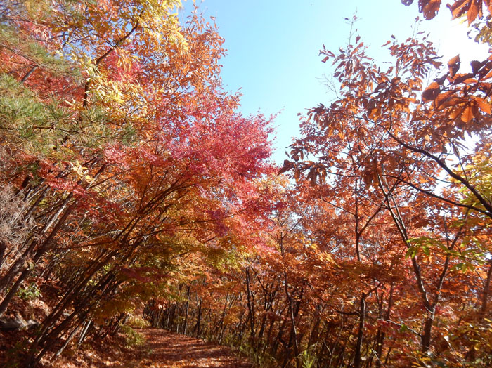 photo・輝く紅葉・地附山