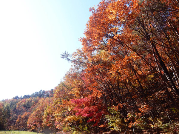 photo・輝く紅葉・地附山