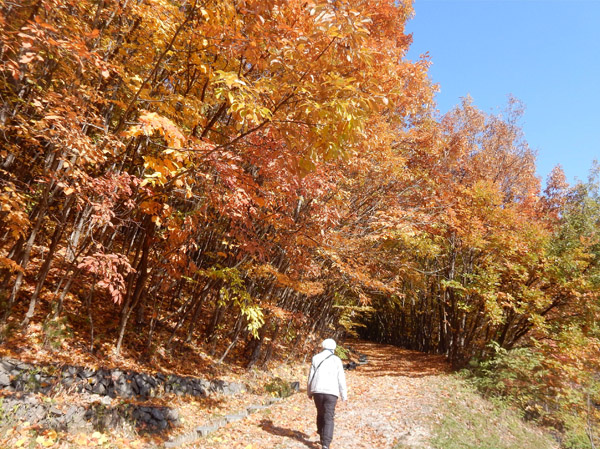 photo・輝く紅葉・地附山