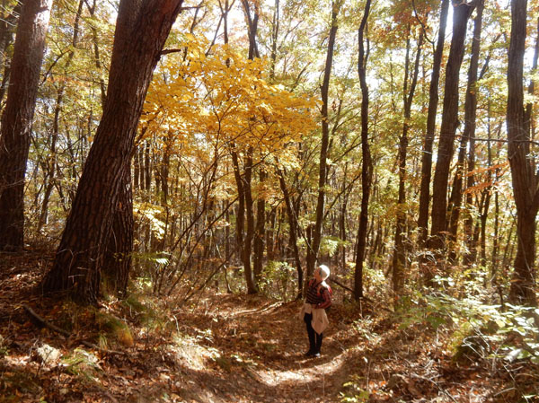 photo・山は黄色に染まっています・三笠山