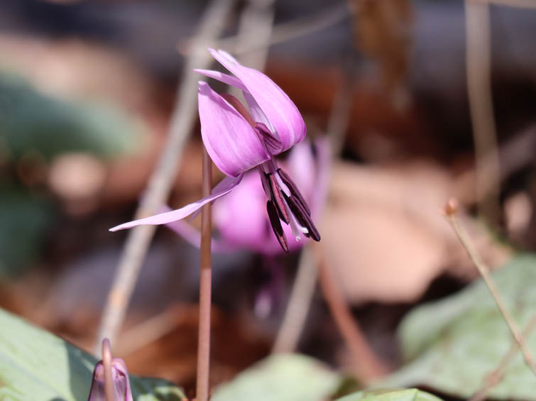 カタクリの花