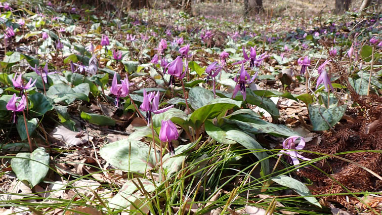photo1カタクリの花