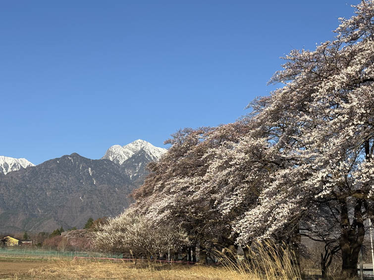 甲斐駒ヶ岳山麓の桜