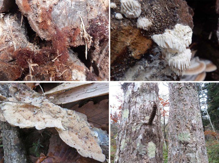photo　苔か粘菌か