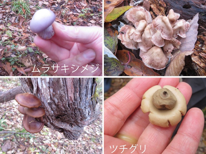 photo　キノコ