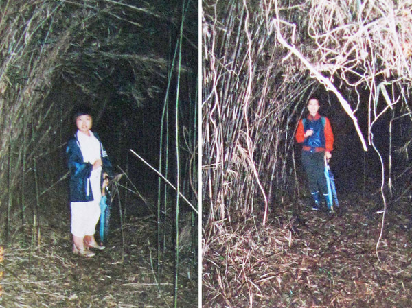 photo　夏の小網代、竹のトンネル1988.7.17