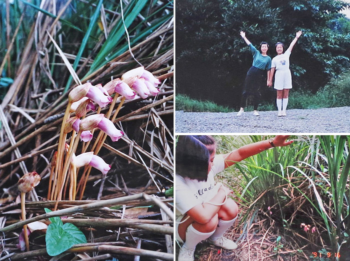 photo　ナンバンギセル1991.9.16