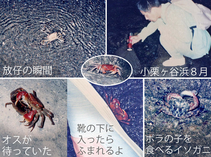 photo　幼生を抱えて海に向かう（中央）小網代