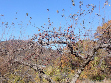photo　荒れたリンゴ畑 三笠山