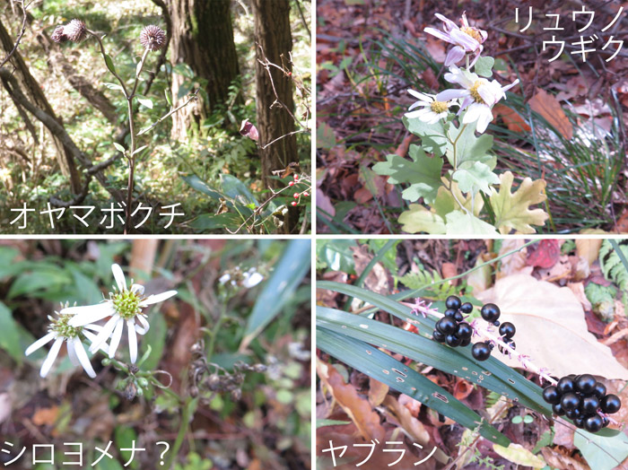photo　オヤマボクチ,リュウノウギク,シロヨメナ？,ヤブラン,秋の名残 三笠山登山道で 