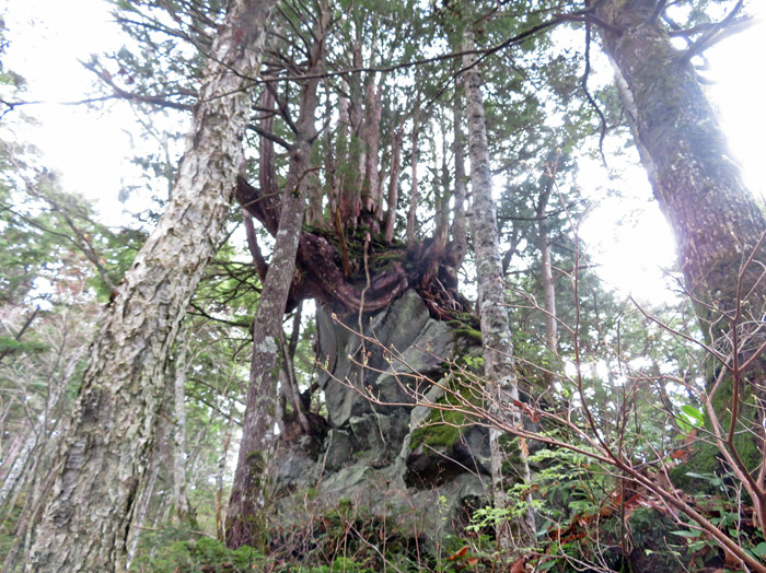photo　巨岩の上にとぐろを巻く？